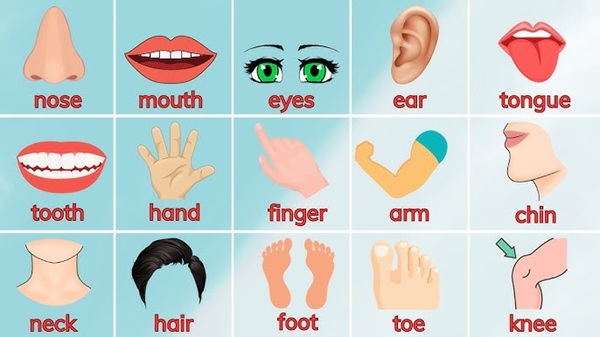 99+ từ vựng học tiếng Anh trẻ em Bình Dương theo chủ đề thông dụng